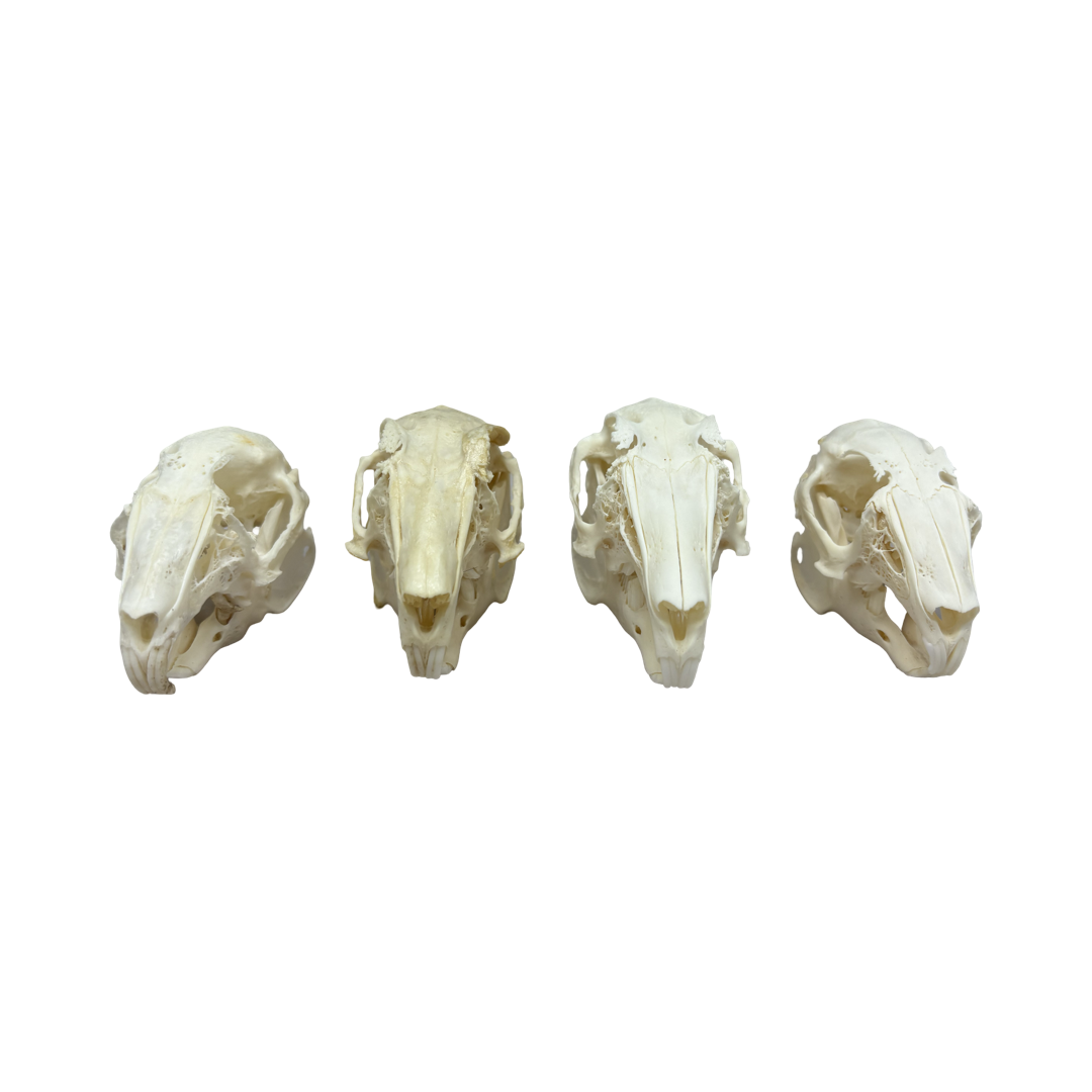 ORYCTOLAGUS/CUNICULUS/DOMESTICUS - Image 2