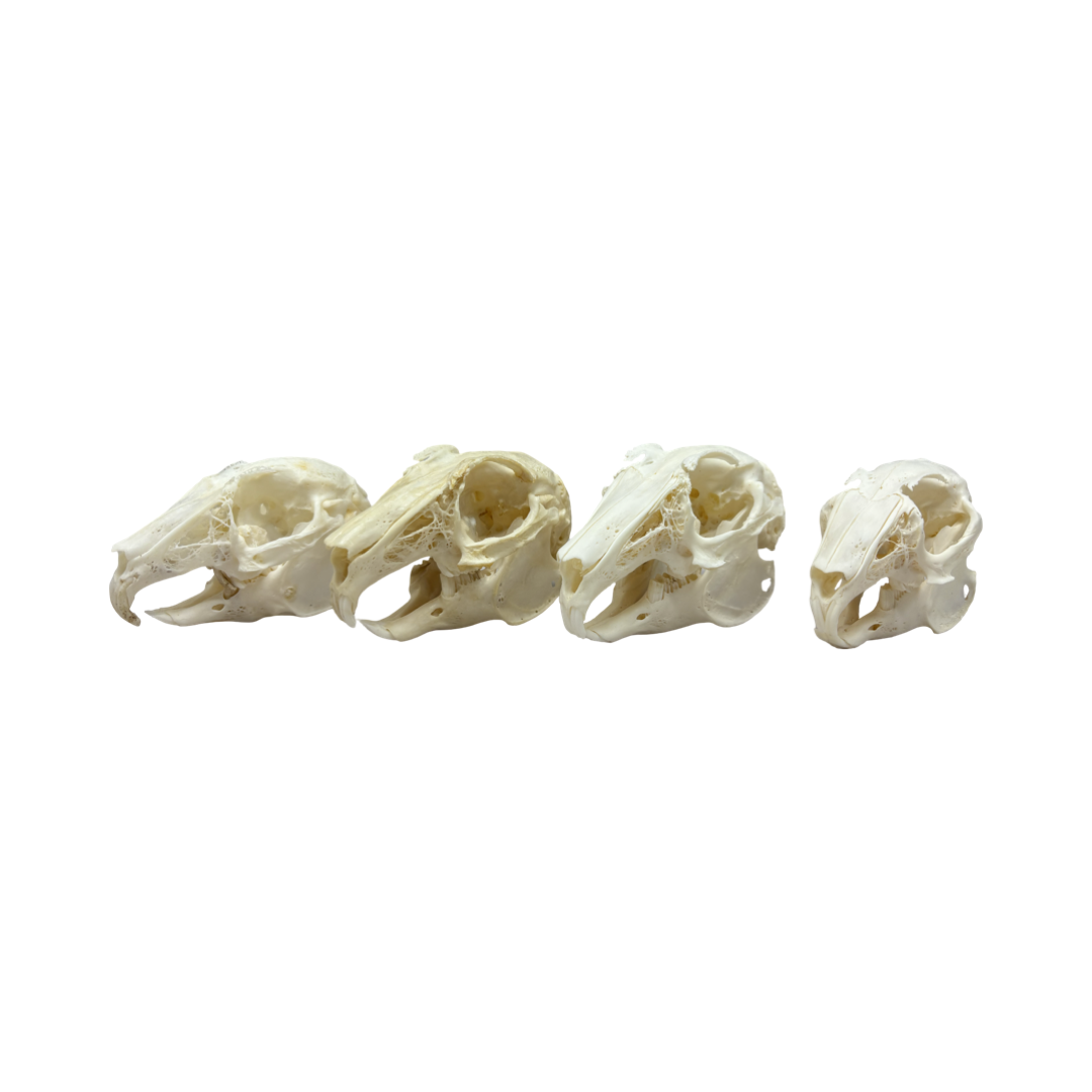 ORYCTOLAGUS/CUNICULUS/DOMESTICUS - Image 3